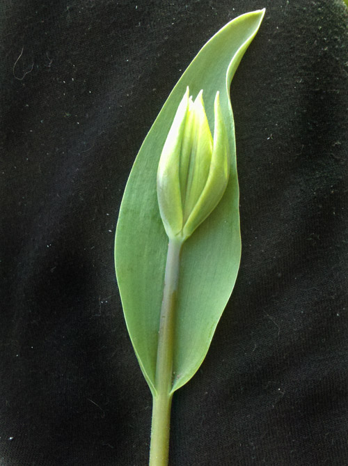 2011-04-23_16-50-29_44 2011-04-23_16-50-29_44