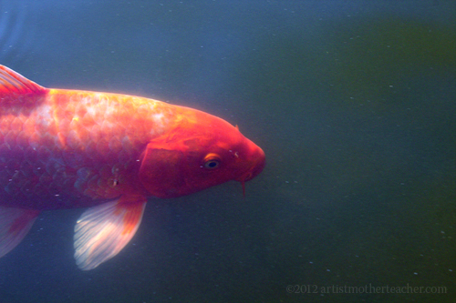 koi koi